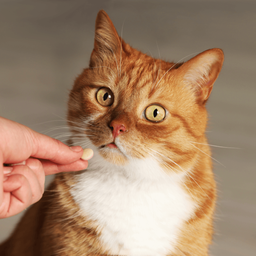 No stress flavor for success