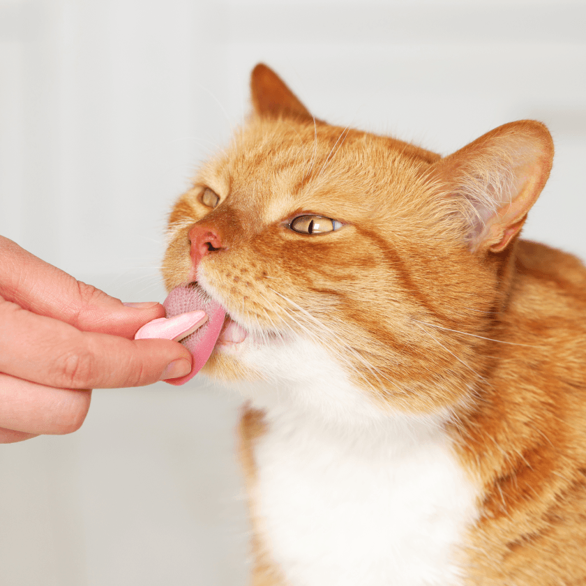 Réducteurs d’amertume